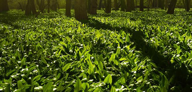 Sezóna medvedieho cesnaku