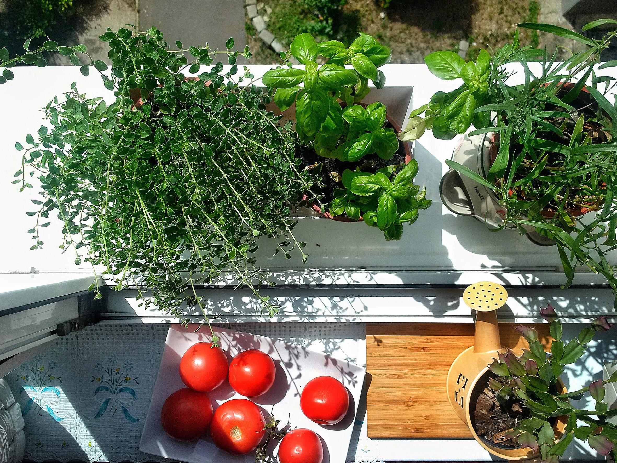 Radosť z pestovania aj bez záhrady