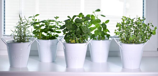 Tipy na bylinky, ktoré si môžete pestovať doma