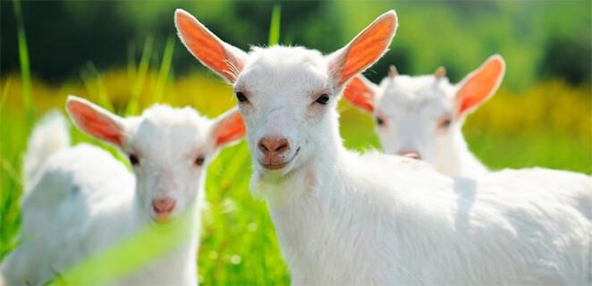 Význam a sila kozieho mlieka