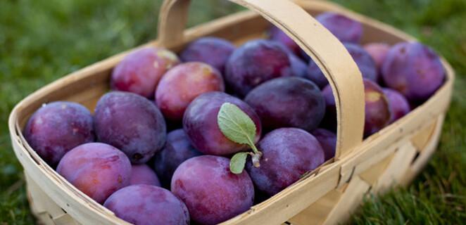 Tipy ako využiť sezónu sliviek